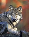 Grey wolf