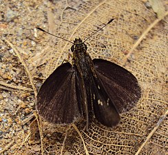 Dorsal view