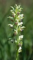 Anacamptis coriophora Germany - Bavaria - Franconia