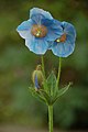 National flower - Blue Poppy