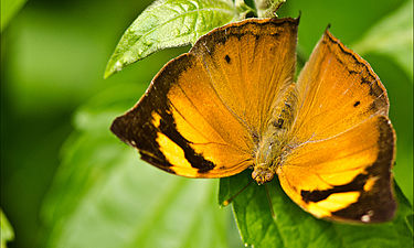 Dorsal view