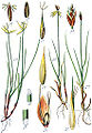 Carex pauciflora vol. 2 - plate 21 in: Jacob Sturm: Deutschlands Flora in Abbildungen (1796)