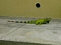 Iguana.