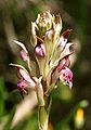 Anacamptis coriophora Spain - Mallorca