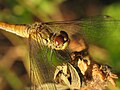 head and thorax, female