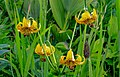 Lilium columbianum