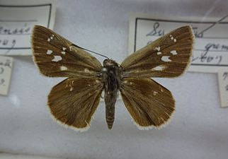 Museum specimen