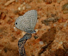 Ventral view