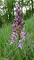 Orchis × hybrida Germany - Ebringen