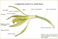 Longitudinal section of a flower (English description)