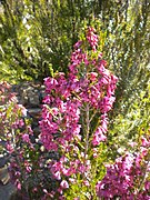 Erica australis