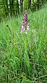 Orchis × hybrida Germany - Ebringen