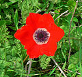 In Star of David shape (6 petals) at Jerusalem