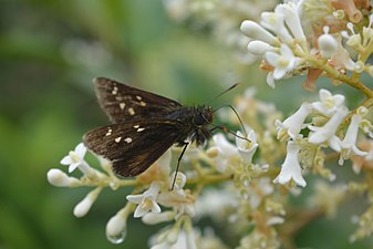 Ventral view