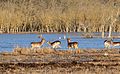 Fallow deer in the Padule di Bolgheri