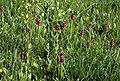 Anacamptis coriophora Austria - Burgenland