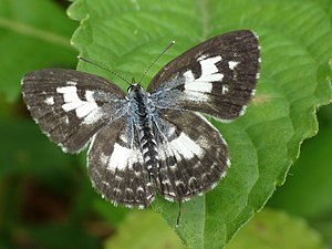 Dorsal view (female)