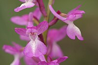 Orchis langei Orchis mascula subsp. laxifloriformis