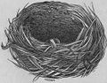 Nest