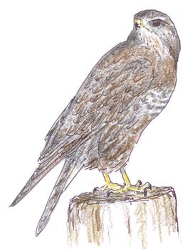 Buteo buteo (cat.) Wildlife drawings of Accipitriformes by Jos Zwarts