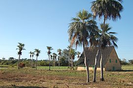 Colpothrinax wrightii, paysage avec un séchoir à tabac en arrière-plan (Las Barrigonas, Cuba)