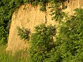 Loess deposit exposed in a bluff (Vicksburg).