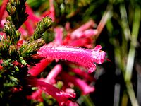 Erica curviflora