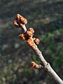 Cluster of buds