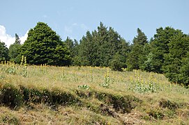 Gentiana lutea au Mont Aigoual (Gard, France)