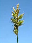 Carex pseudobrizoides