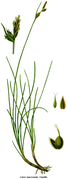 Carex mucronata