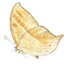 Ventral view