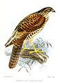 English: Pied Goshawk Accipiter albogularis (cat.)