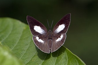 Dorsal view (female)