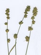 Carex guestphalica