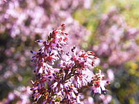 Erica similis