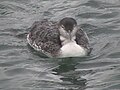 A common loon in winter plumage swimming in Portland Harbor, ME.