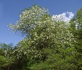 Halesia tetraptera