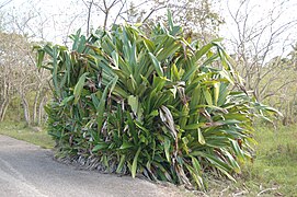 Pandanus dubius au Yumurí (Cuba)