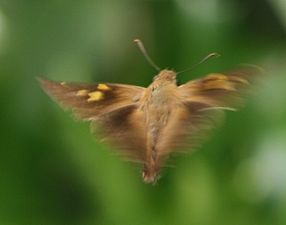 Dorsal view