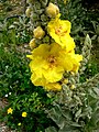 Verbascum macrurum