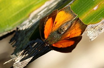 Dorsal view (male)