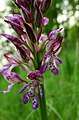 Orchis × hybrida Germany - Ebringen