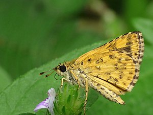 Ventral view (female)