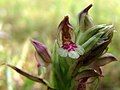 Anacamptis coriophora Spain - Mallorca