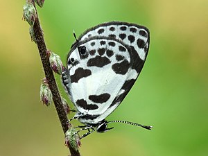 Ventral view