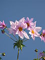 Dahlia imperialis