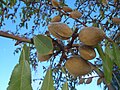 Almonds in Kadina