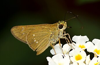 Ventral view