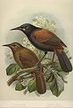 From Buller's A History of the Birds of New Zealand 2nd edition